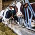 In Pianura Padana l’84% dei gas serra da allevamenti generati da bovini
