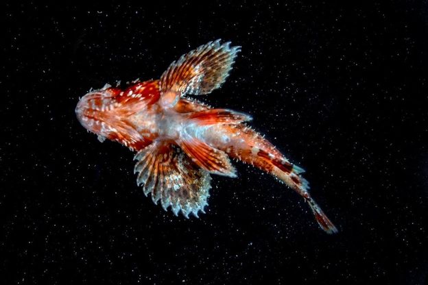 Costiera sorrentina, lo scorfano in miniatura nell'immersione notturna