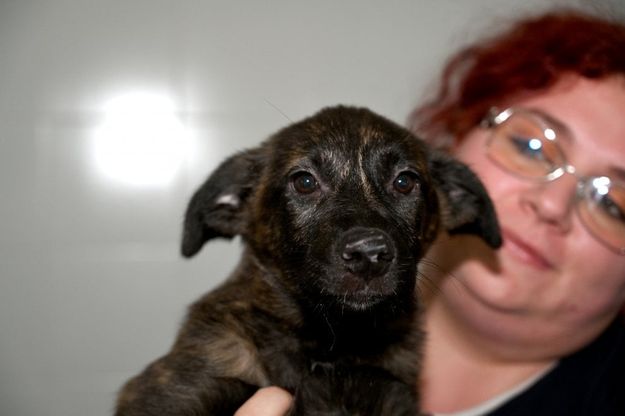 A Firenze l'ospedale per cani e gatti abbandonati 