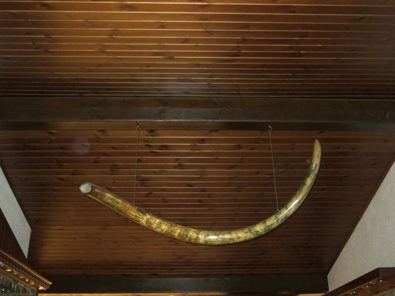 Varese, una zanna di mammut e 72 monete d'oro nel tesoro nascosto nel caveau
