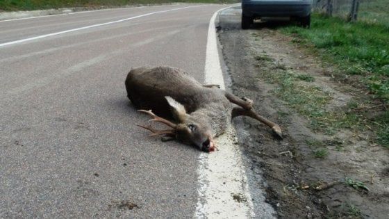 La truffa del capriolo Provincia di Parma: peli animale inseriti ad arte nelle auto 