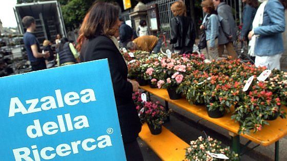 Guerra delle azalee, stretta in Lombardia sui banchetti benefici: lontani dai negozi per non fare concorrenza 
