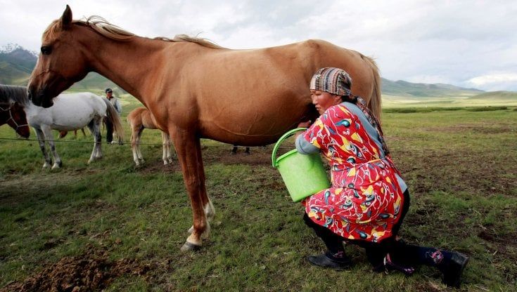 Kirghizistan, latte fermentato equino per attirare i turisti: "Bevetelo e fateci il bagno: è tutta salute"