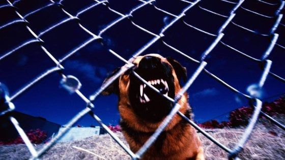 Bagheria, morsa al volto da un cane randagio a due anni: 19 punti di sutura