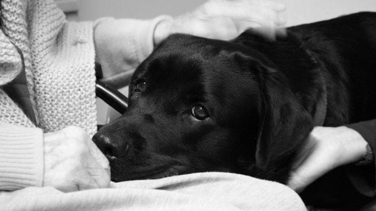 In geriatria a Ponte a Niccheri arrivano Apple e Gigi, due labrador che “assisteranno” i pazienti