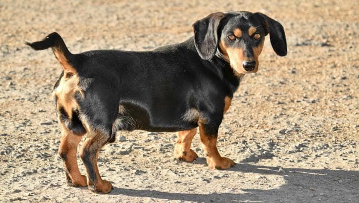 A Firenze torna la “Sausage Walk”, la camminata dei bassotti per il centro della città