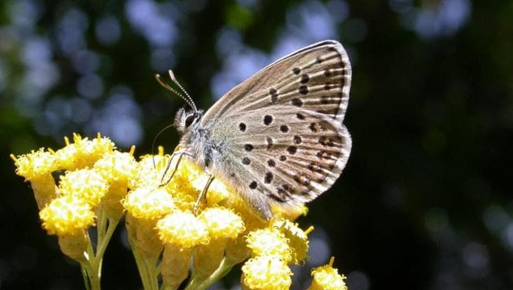 Più sei bella, più sei tutelata: i risultati della ricerca sulle farfalle coordinata da Unifi
