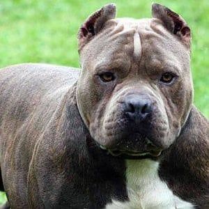 Rivarolo, pitbull senza museruola azzanna due persone alla stazione
