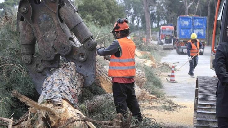 Posillipo, abbattuti 70 pini: “Sono pericolosi, è impossibile salvarli”