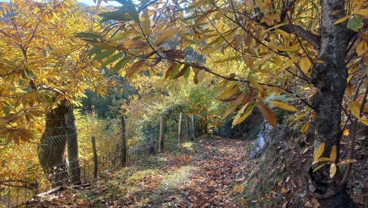 Appennino, due bandi per imparare a coltivare castagni: “Corsi gratuiti, con vitto e alloggio”