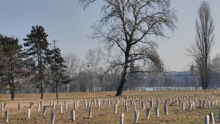 A Torino morti mille alberi per la mancanza di acqua