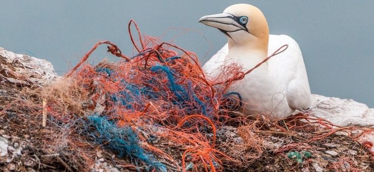 Le dimensioni di un animale ci dicono quale e quanta plastica deve temere