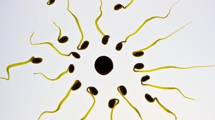 Embrioni in laboratorio: è giusto affrontare senza paura la paura della conoscenza