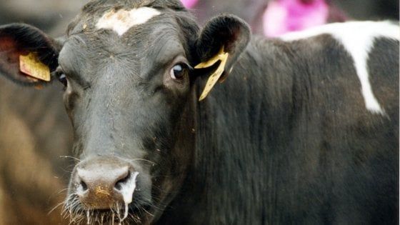 Mucca scappa dall'allevamento e ferisce una studentessa alla fermata
