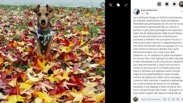 Il cagnolino Simba ucciso da un pitbull nel parco di Assago: "La proprietaria non si è neanche scusata". La sindaca: "Indagheremo sull'accaduto"