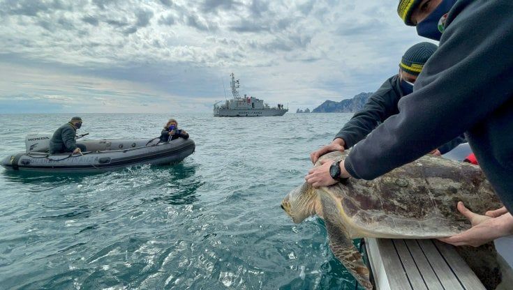 Punta Campanella ecco  Diego Armando e Zia Franca: le due tartarughe hanno ripreso il largo