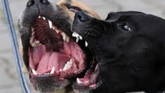 Anziana aggredita da Rottweiler nell'Avellinese, 120 punti in testa