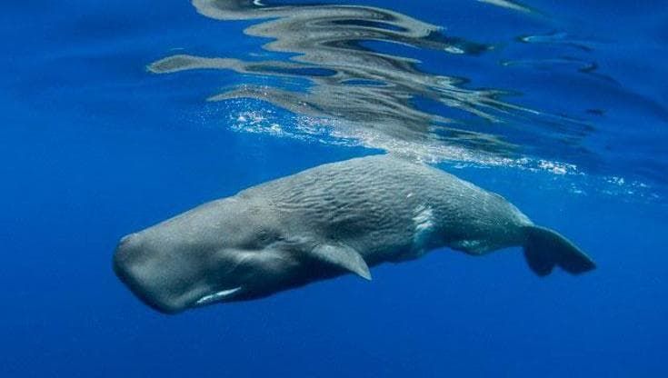 Le voci nell’oceano: quei “clic” che rendono i capodogli simili a noi