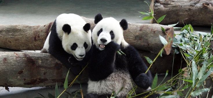 Il paradosso dell'amato Panda