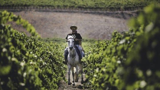 Con i cavalli e la geotermia nel Lazio il vino torna all’antico 