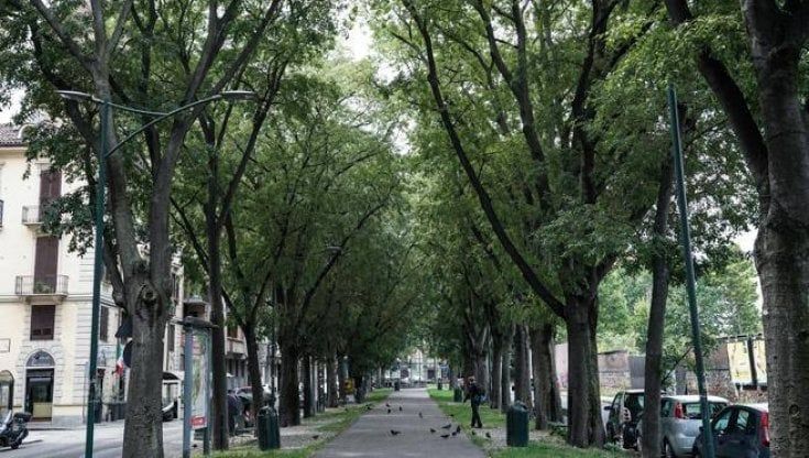 Le case lungo i viali alberati di Torino invase dagli insetti