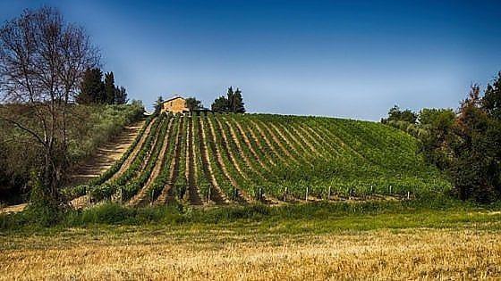 Velenosi, il rosé alla provenzale che sa di Montepulciano