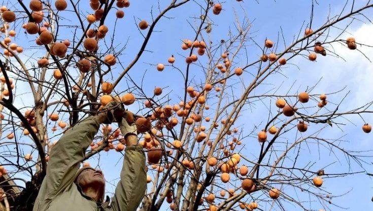 Festa del raccolto urbano, torna la raccolta dei cachi 