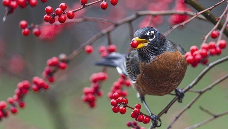 Con meno animali le piante rischiano di non farcela