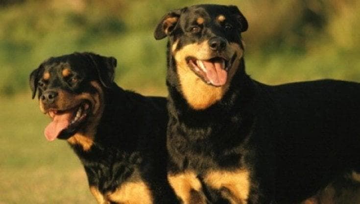 Sbranato da due rottweiler, anziano muore nel suo terreno in Salento