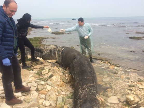 Molfetta, sul litorale uno squalo elefante di sette metri