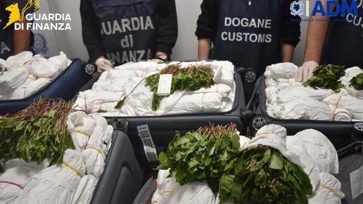 Maxi sequestro di khat a Fiumicino: 216 chili in arrivo da Tel Aviv