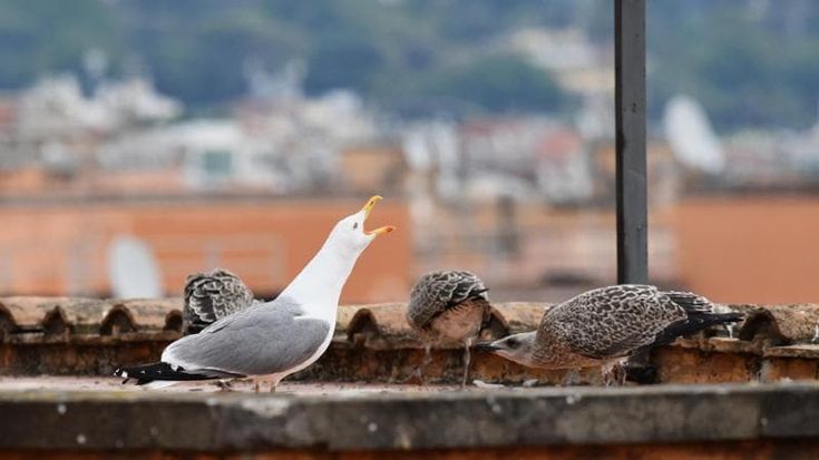 Sulle terrazze si allarga l’invasione dei gabbiani. “I dissuasori sono inutili”