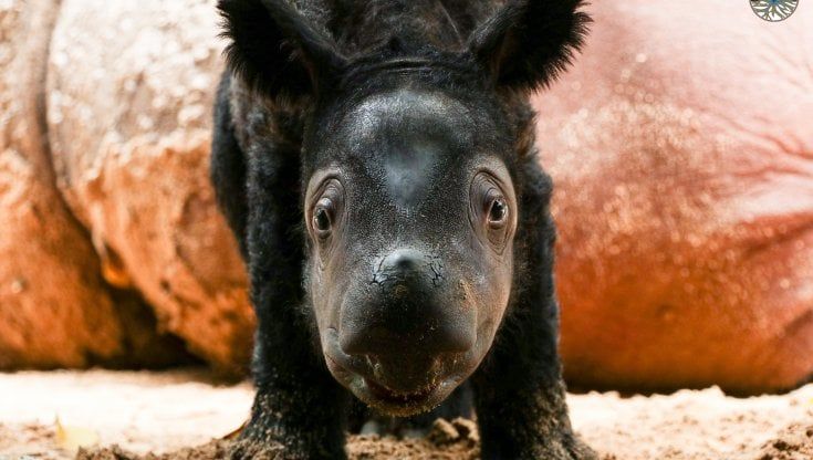 "Piccoli" e con due corni, i rinoceronti di Sumatra sono solo una quarantina, Ecco come si cerca di salvarli