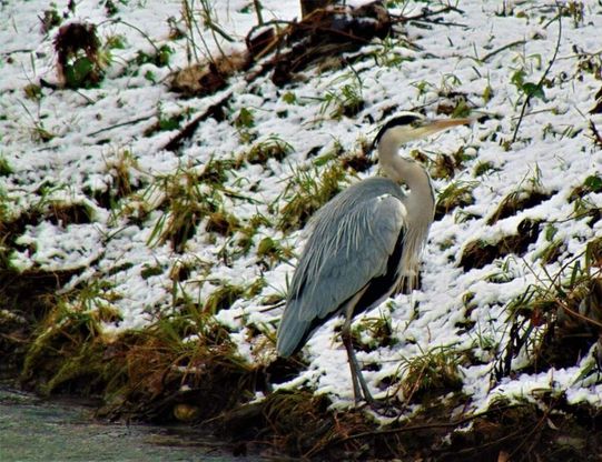  Potenza, parco fluviale del Basento: sulla neve spunta l'Airone cenerino