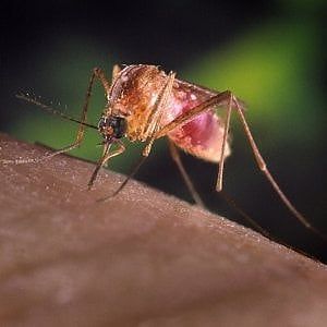 West Nile, nuova vittima a Piacenza
