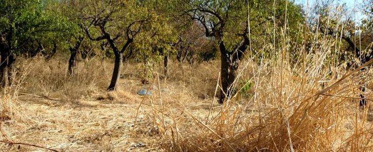 Palermo: la siccità non dà tregua, incubo rubinetti a secco. Per il verde è già allarme