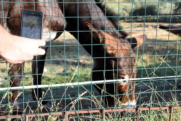 Alla Fattoria di Maiano il raduno degli allenatori: "Pochi Pokémon, meglio gli animali"