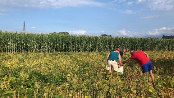 Il fagiolo di Brebbia: produzione record, ma futuro incerto
