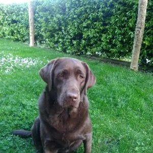 Un cane ti salva la vita, ma in Italia "fa soltanto compagnia" 
