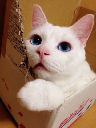 Il brutto addormentato, ecco&nbsp;Setsu-Chan&nbsp;il gatto dalla doppia faccia