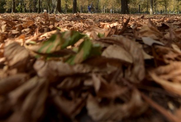 Siccità, a Parma il Giardino Ducale è un tappeto giallo