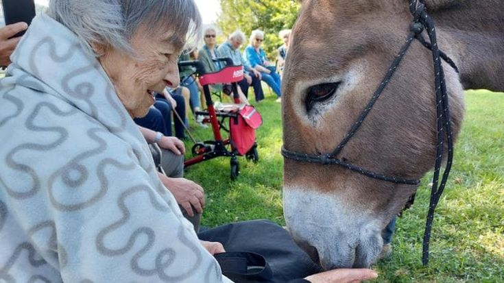 Asini contro la solitudine, nel Parmense la speciale pet therapy per gli anziani nelle case di riposo