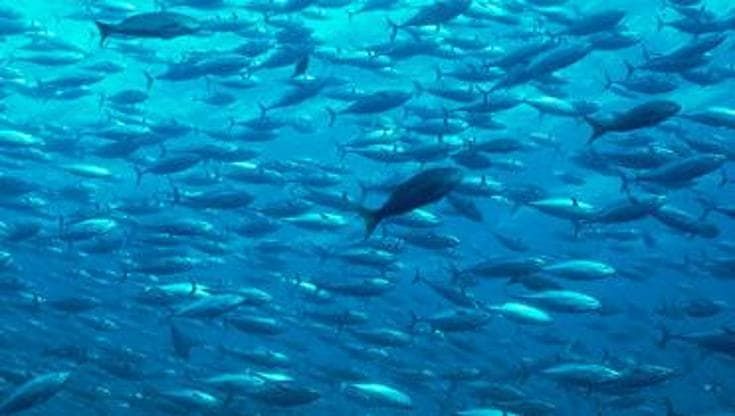 Tonno, come sceglierlo senza danneggiare il mare