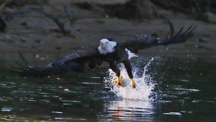 Aumentano le aquile testa bianca, ma per gli altri uccelli predatori è allarme 