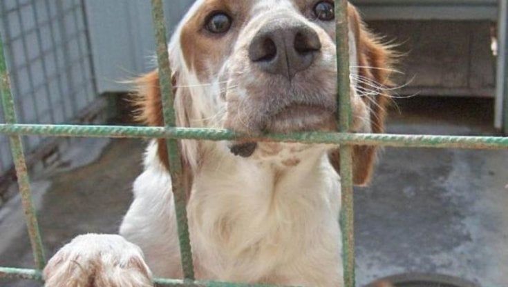 Parma, i volontari: "Emergenza sanitaria nel canile e gattile" Paci: "Situazione sotto controllo"