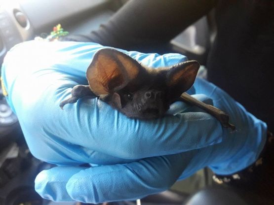 Sorpresa al centro direzionale: spunta un pipistrello, interviene l’Enpa