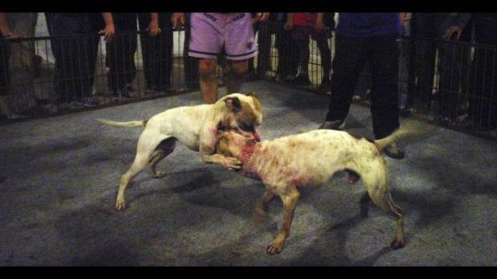 Campania, il rapporto Zoomafia: in aumento i crimini contro gli animali