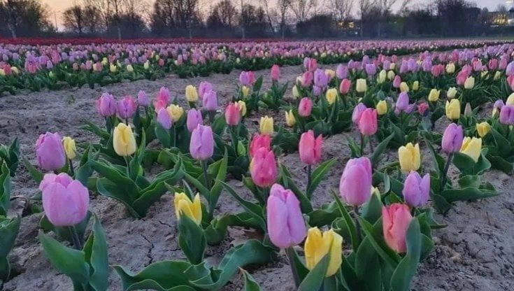 Pallone e tulipani&nbsp;