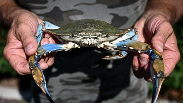 Scienziati italiani hanno appena liberato un esercito di 130.000 giovani polpi per respingere un'invasione di granchi blu