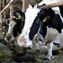 Prezzo del latte, accordo Lactalis-produttori: 39 cent, vicino ai livelli delle quote